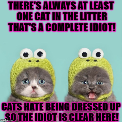 THE IDIOT | THERE'S ALWAYS AT LEAST ONE CAT IN THE LITTER THAT'S A COMPLETE IDIOT! CATS HATE BEING DRESSED UP SO THE IDIOT IS CLEAR HERE! | image tagged in the idiot | made w/ Imgflip meme maker