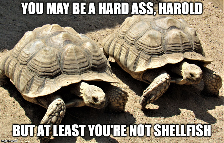 Two tortoises | YOU MAY BE A HARD ASS, HAROLD BUT AT LEAST YOU'RE NOT SHELLFISH | image tagged in two tortoises | made w/ Imgflip meme maker