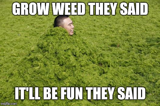 Drowning in Weed | GROW WEED THEY SAID; IT'LL BE FUN THEY SAID | image tagged in drowning in weed,pot,cannabis,marijuana,get high,stoner | made w/ Imgflip meme maker