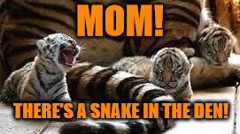 There's a snake in my den! Tiger Week 2018, July 29 - August 5, a TigerLegend1046 event | MOM! THERE'S A SNAKE IN THE DEN! | image tagged in memes,tiger week 2018,tiger week,tigerlegend1046,snake,den | made w/ Imgflip meme maker