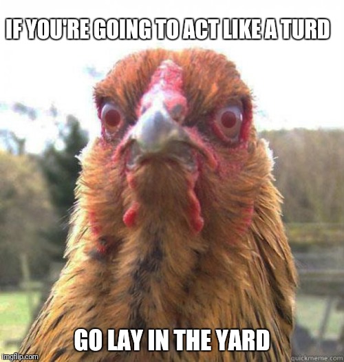 Act like a turd | IF YOU'RE GOING TO ACT LIKE A TURD; GO LAY IN THE YARD | image tagged in funny chicken,act like a turd,go lay in the yard | made w/ Imgflip meme maker