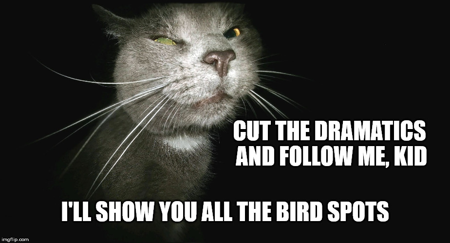 Stalker Cat | CUT THE DRAMATICS AND FOLLOW ME, KID I'LL SHOW YOU ALL THE BIRD SPOTS | image tagged in stalker cat | made w/ Imgflip meme maker