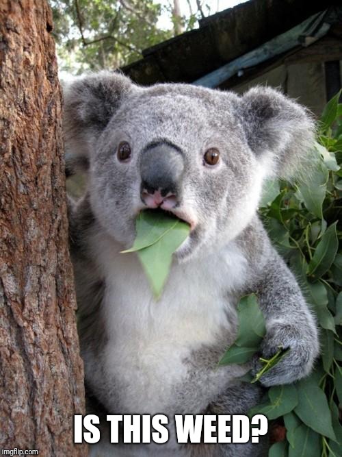 Surprised Koala Meme | IS THIS WEED? | image tagged in memes,surprised koala | made w/ Imgflip meme maker