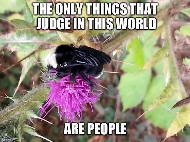 Bee | THE ONLY THINGS THAT JUDGE IN THIS WORLD; ARE PEOPLE | image tagged in bees,inspirational quote,nature | made w/ Imgflip meme maker