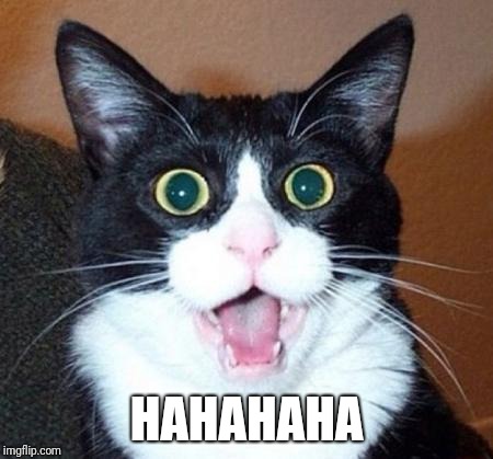 Surprised cat lol | HAHAHAHA | image tagged in surprised cat lol | made w/ Imgflip meme maker