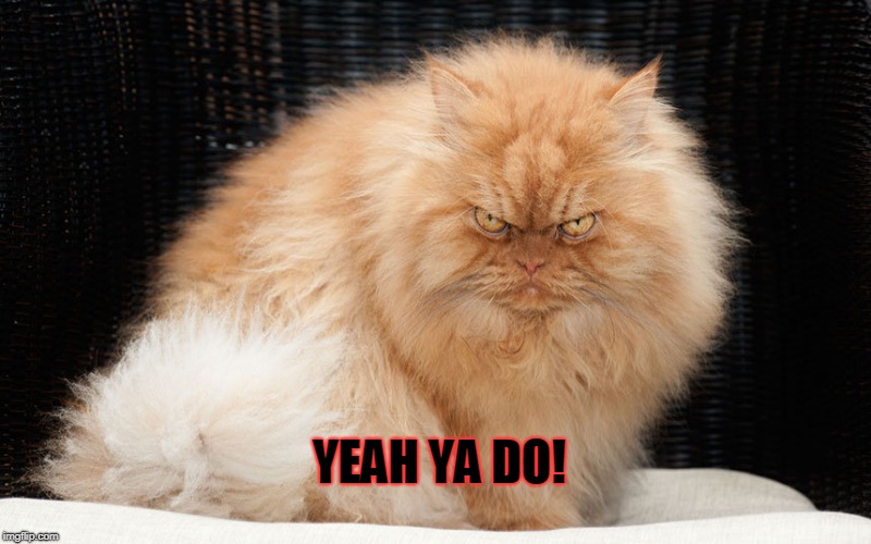 Angry Cat | YEAH YA DO! | image tagged in angry cat | made w/ Imgflip meme maker