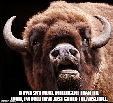 Mr. Bison | IF I WASN'T MORE INTELLIGENT THAN THE IDIOT, I WOULD HAVE JUST GORED THE ARSEHOLE. | image tagged in arseholes,bison | made w/ Imgflip meme maker