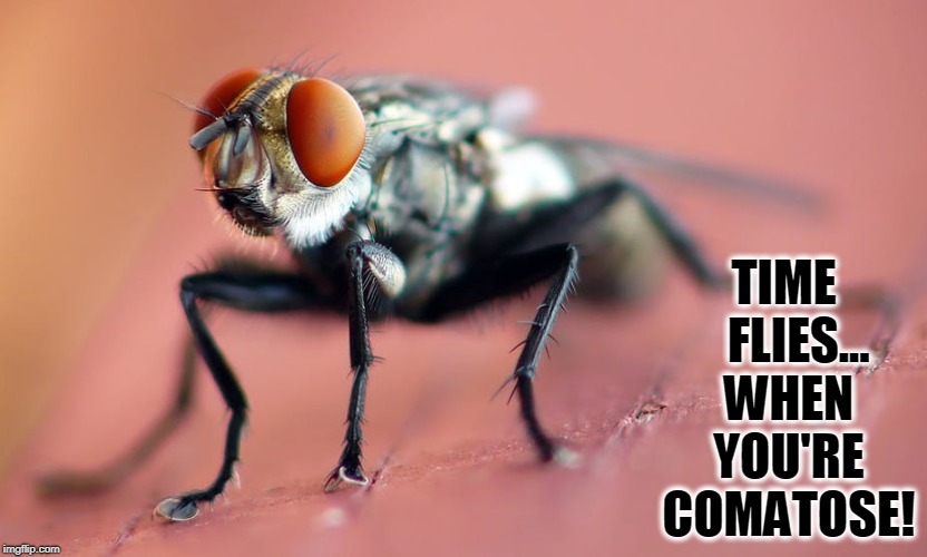 Lord of the Flies | TIME   FLIES... WHEN YOU'RE COMATOSE! | image tagged in vince vance,lord of the flies,flies,comatose,insects | made w/ Imgflip meme maker