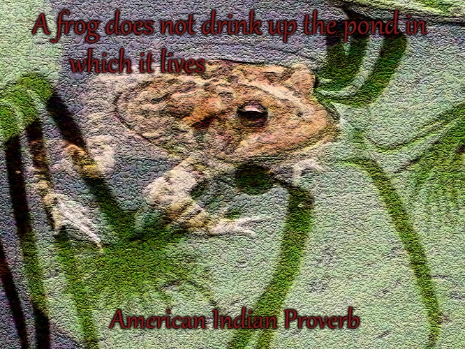 American Indian Proverb | A frog does not drink up the pond in; which it lives; American Indian Proverb | image tagged in native american,native americans,indian chief,chief,tribe,indians | made w/ Imgflip meme maker