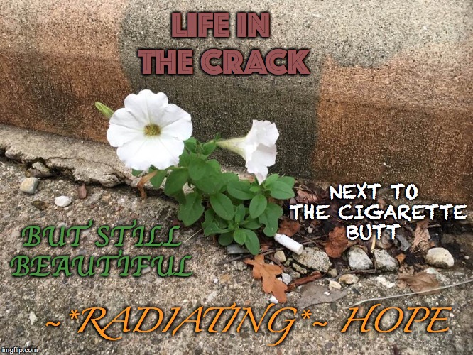 Meme Poetry | LIFE IN THE CRACK; NEXT TO THE CIGARETTE BUTT; BUT STILL BEAUTIFUL; ~*RADIATING*~ HOPE | image tagged in petunia,crack,cigarette butt,beautiful,radiating,hope | made w/ Imgflip meme maker