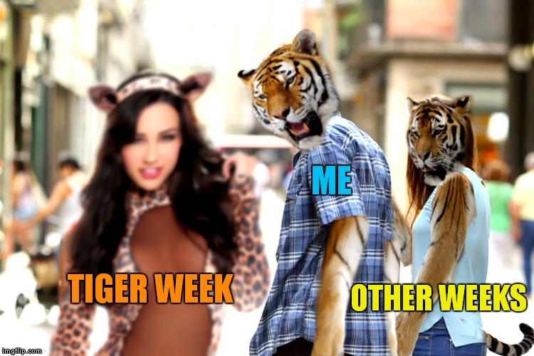 distracted tiger week... | ME; OTHER WEEKS; TIGER WEEK | image tagged in tiger week,imgflip users,meanwhile on imgflip,distracted boyfriend | made w/ Imgflip meme maker