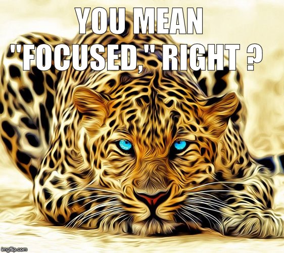 big cat | YOU MEAN "FOCUSED," RIGHT ? | image tagged in big cat | made w/ Imgflip meme maker