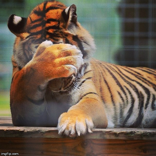 Facepalm Tiger | JJ | image tagged in facepalm tiger | made w/ Imgflip meme maker