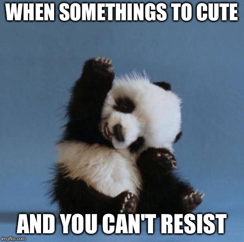 Panda | WHEN SOMETHINGS TO CUTE; AND YOU CAN'T RESIST | image tagged in panda | made w/ Imgflip meme maker
