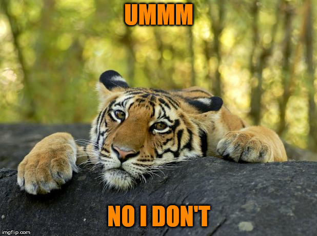 Confession Tiger | UMMM NO I DON'T | image tagged in confession tiger | made w/ Imgflip meme maker