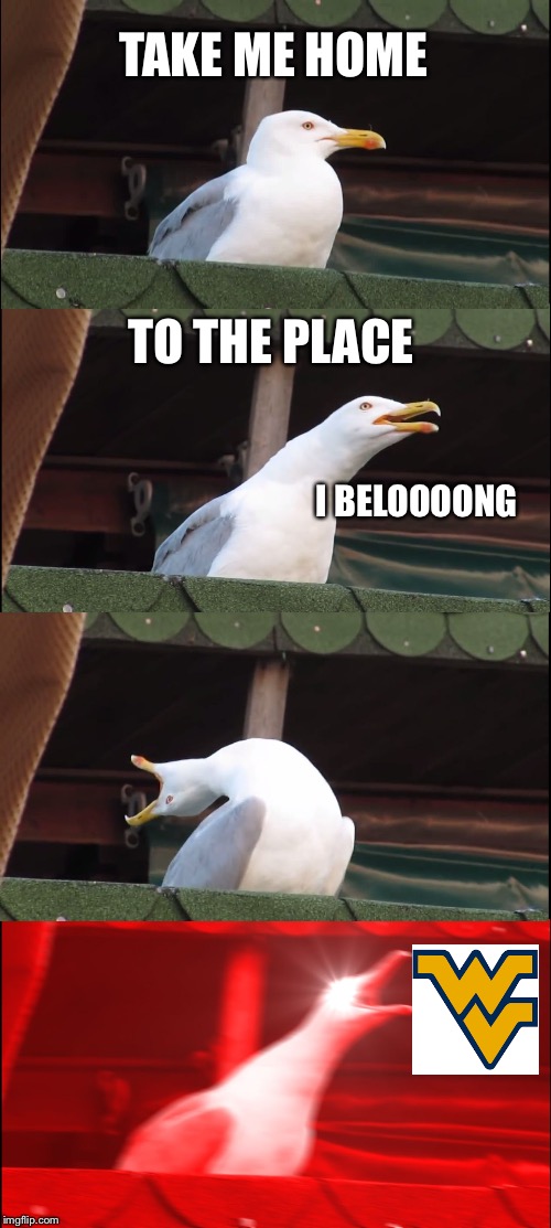 Inhaling Seagull | TAKE ME HOME; TO THE PLACE; I BELOOOONG | image tagged in memes,inhaling seagull,song lyrics,west virginia | made w/ Imgflip meme maker