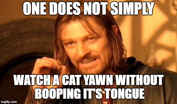 One Does Not Simply Meme | ONE DOES NOT SIMPLY; WATCH A CAT YAWN WITHOUT BOOPING IT'S TONGUE | image tagged in memes,one does not simply | made w/ Imgflip meme maker