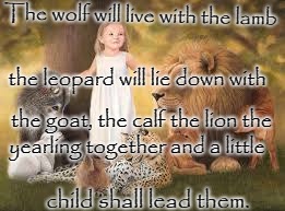 Isaiah 11:6 The Wolf Will Lie Down With the Lamb, The Leopard Will Lie Down With The Goat, and a Little Child Will Lead Them | The wolf will live with the lamb; the leopard will lie down with; the goat, the calf the lion the; yearling together and a little; child shall lead them. | image tagged in bible,holy bible,holy spirit,bible verse,verse,god | made w/ Imgflip meme maker