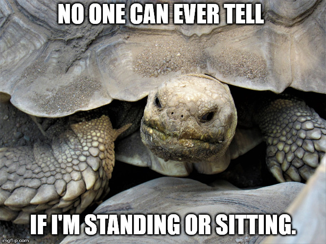 grumpy tortoise | NO ONE CAN EVER TELL IF I'M STANDING OR SITTING. | image tagged in grumpy tortoise | made w/ Imgflip meme maker