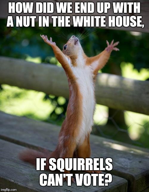amen squirrel | HOW DID WE END UP WITH A NUT IN THE WHITE HOUSE, IF SQUIRRELS CAN'T VOTE? | image tagged in amen squirrel,memes | made w/ Imgflip meme maker