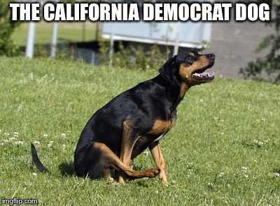 THE CALIFORNIA DEMOCRAT DOG | made w/ Imgflip meme maker