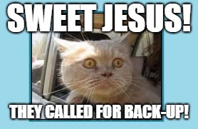 When you see more cop cars pulling up behind the two cars already there | SWEET JESUS! THEY CALLED FOR BACK-UP! | image tagged in cats catmemes funny police backup | made w/ Imgflip meme maker