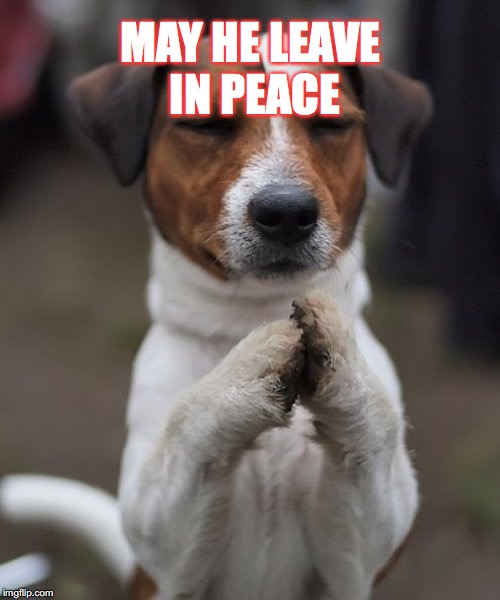 MAY HE LEAVE IN PEACE | image tagged in praying dog | made w/ Imgflip meme maker