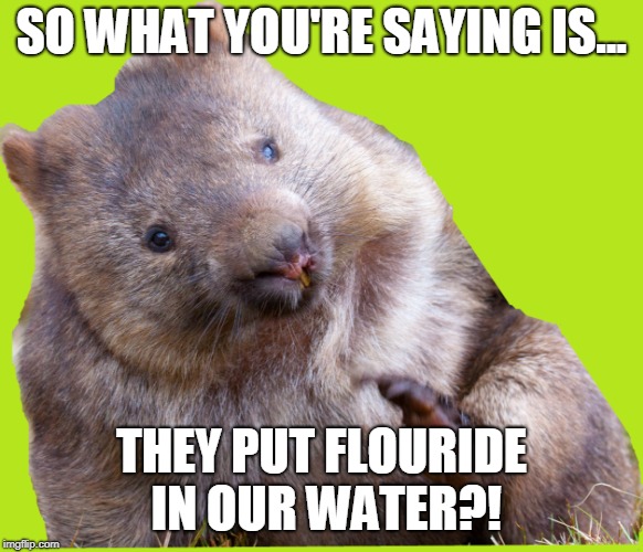 Conspiracy Wombat | SO WHAT YOU'RE SAYING IS... THEY PUT FLOURIDE IN OUR WATER?! | image tagged in conspiracy theory,it's a conspiracy,conspiracy theories | made w/ Imgflip meme maker