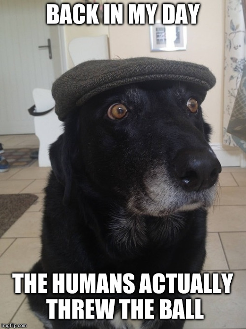 Back In My Day Dog | BACK IN MY DAY; THE HUMANS ACTUALLY THREW THE BALL | image tagged in back in my day dog | made w/ Imgflip meme maker