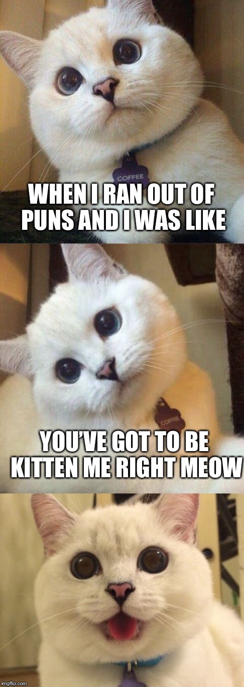 I don’t know if this joke was purrfect | WHEN I RAN OUT OF PUNS AND I WAS LIKE; YOU’VE GOT TO BE KITTEN ME RIGHT MEOW | image tagged in bad pun cat | made w/ Imgflip meme maker
