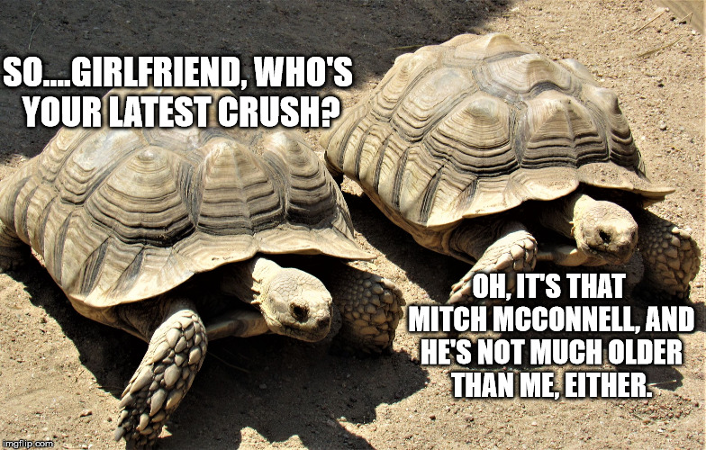 Two tortoises | SO....GIRLFRIEND, WHO'S YOUR LATEST CRUSH? OH, IT'S THAT MITCH MCCONNELL, AND HE'S NOT MUCH OLDER THAN ME, EITHER. | image tagged in two tortoises | made w/ Imgflip meme maker