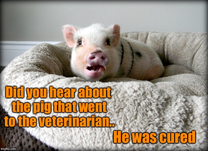 Did you hear about the pig that went to the veterinarian.. He was cured | image tagged in pig,joke,veterinarian | made w/ Imgflip meme maker