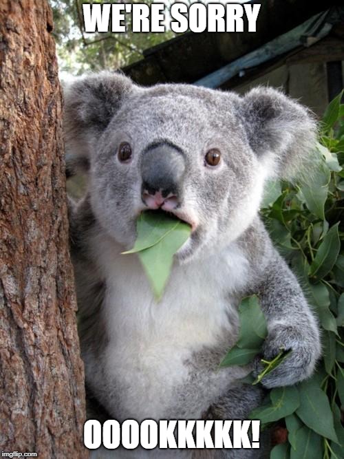 Surprised Koala Meme | WE'RE SORRY OOOOKKKKK! | image tagged in memes,surprised koala | made w/ Imgflip meme maker