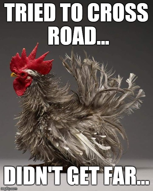 Chicken didn't cross road | TRIED TO CROSS ROAD... DIDN'T GET FAR... | image tagged in chicken,rooster,chicken crossed the road,messed up,life is rough,hard life | made w/ Imgflip meme maker