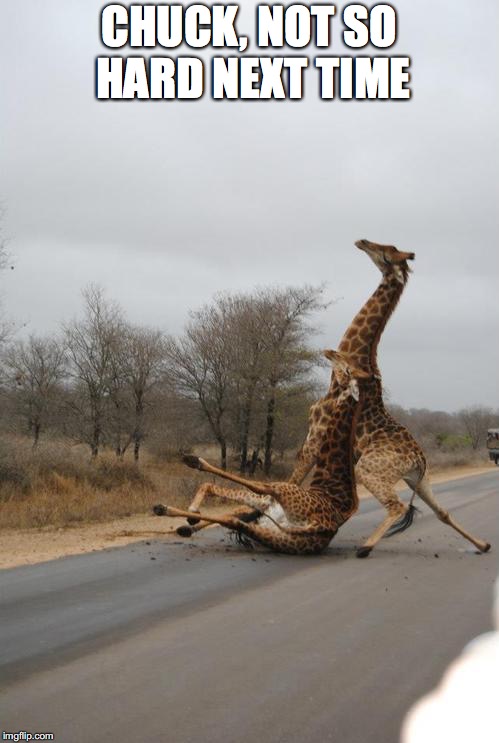 Falling Giraffe | CHUCK, NOT SO HARD NEXT TIME | image tagged in falling giraffe | made w/ Imgflip meme maker