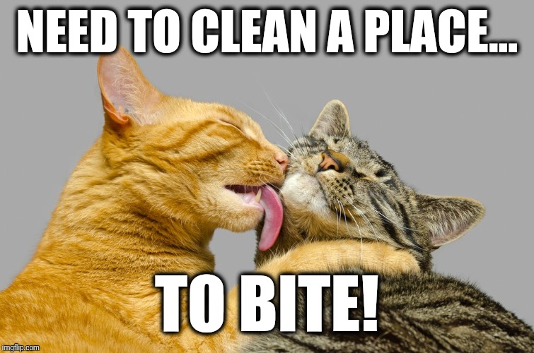 Cats... | NEED TO CLEAN A PLACE... TO BITE! | image tagged in memes,licking,clean a place to bite,cats | made w/ Imgflip meme maker