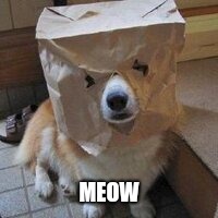 I'm not your dog | MEOW | image tagged in i'm not your dog | made w/ Imgflip meme maker