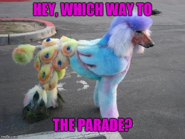 HEY, WHICH WAY TO THE PARADE? | made w/ Imgflip meme maker