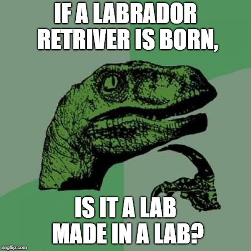 This is a dog breed. | IF A LABRADOR RETRIVER IS BORN, IS IT A LAB MADE IN A LAB? | image tagged in memes,philosoraptor,labs,dogs | made w/ Imgflip meme maker