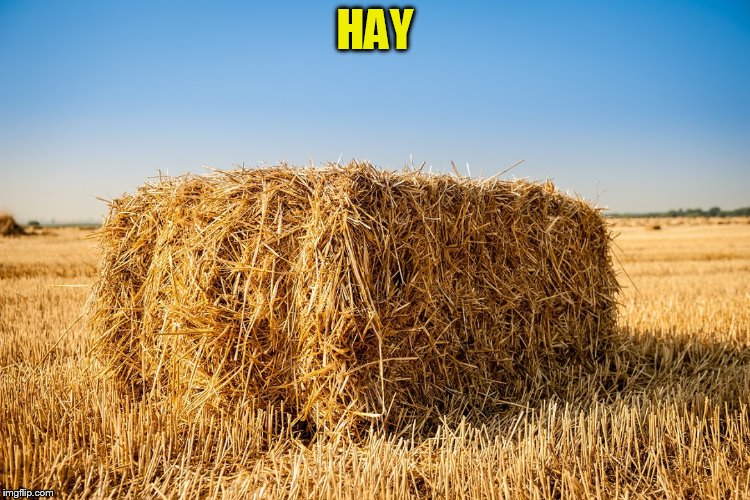 HAY | made w/ Imgflip meme maker