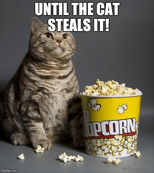 UNTIL THE CAT STEALS IT! | image tagged in cat eating popcorn | made w/ Imgflip meme maker