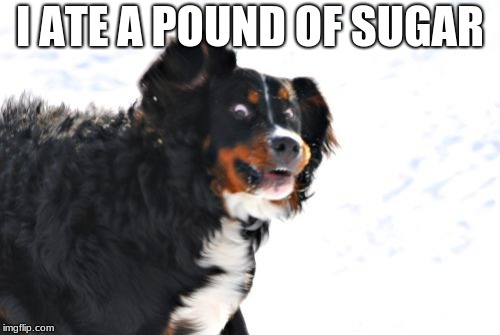 Crazy Dawg | I ATE A POUND OF SUGAR | image tagged in memes,crazy dawg | made w/ Imgflip meme maker