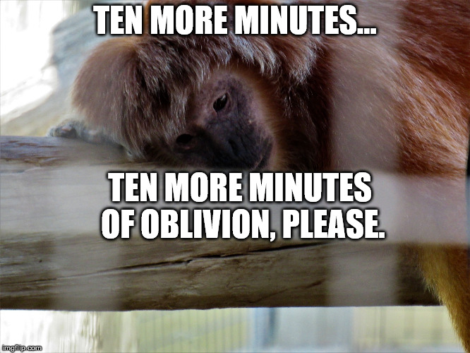 Snooze monkey | TEN MORE MINUTES... TEN MORE MINUTES OF OBLIVION, PLEASE. | image tagged in snooze monkey | made w/ Imgflip meme maker