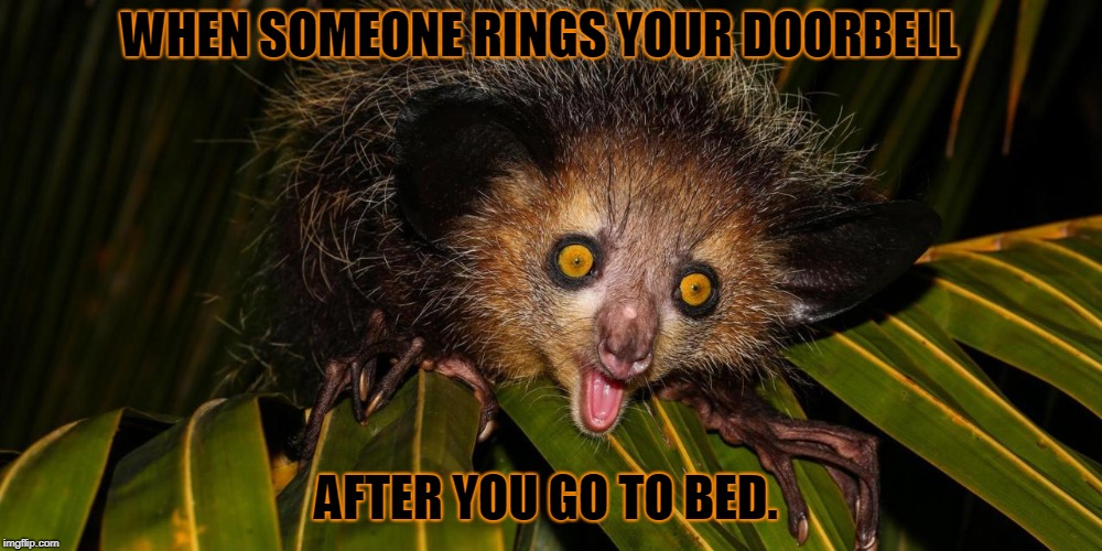 It's always gonna be someone who has no reason to be responsible, and every reason to be out late. | WHEN SOMEONE RINGS YOUR DOORBELL; AFTER YOU GO TO BED. | image tagged in animals,nixieknox,pity the fool,memes | made w/ Imgflip meme maker