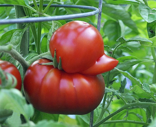 High Quality Tomato Duck Blank Meme Template