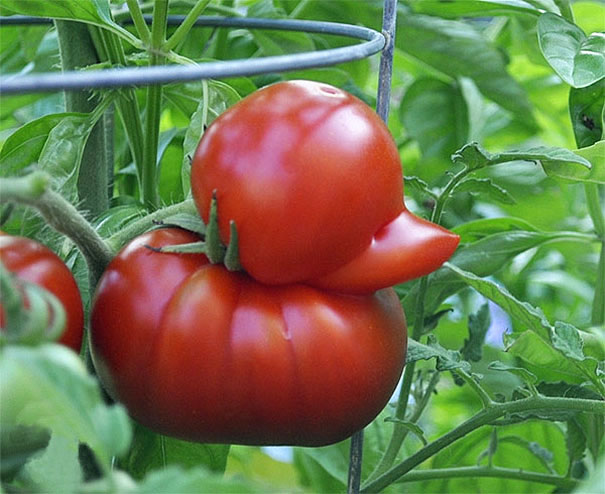 Tomato Duck Blank Meme Template