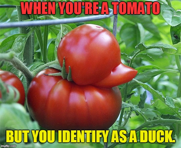Quack Quack! | WHEN YOU'RE A TOMATO; BUT YOU IDENTIFY AS A DUCK. | image tagged in tomato duck,nixieknox,memes | made w/ Imgflip meme maker