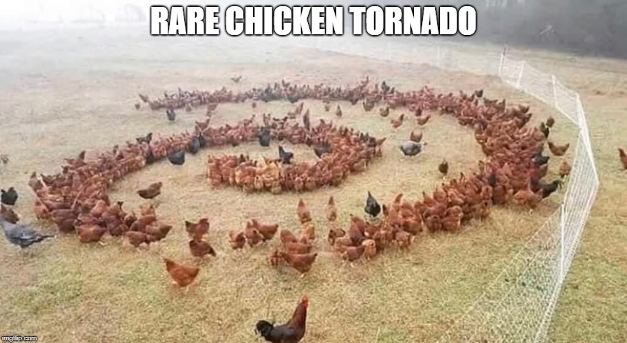 I sure hope it doesn't bust through that fence... | RARE CHICKEN TORNADO | image tagged in surrealist meteorology,chickens,barn yard,vortex,dreamcast it's thinking | made w/ Imgflip meme maker