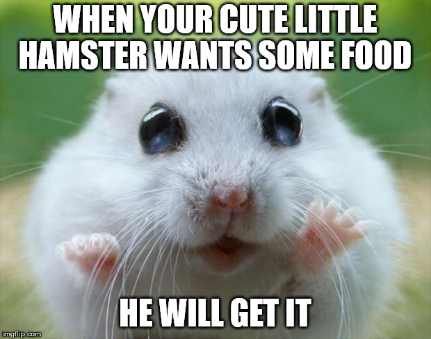 Hamster cute | WHEN YOUR CUTE LITTLE HAMSTER WANTS SOME FOOD; HE WILL GET IT | image tagged in hamster cute | made w/ Imgflip meme maker