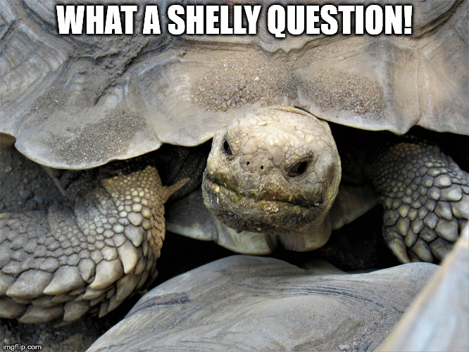 What a shelly question! | WHAT A SHELLY QUESTION! | image tagged in grumpy tortoise,turtle,pun,grumpy | made w/ Imgflip meme maker